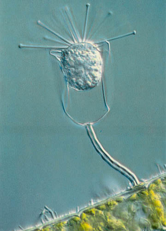  Pleuronectidae (20),  , 1995 .