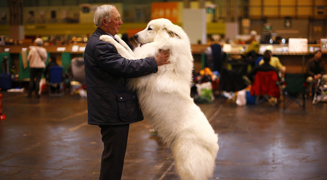 15.            Crufts Dog Show  , .