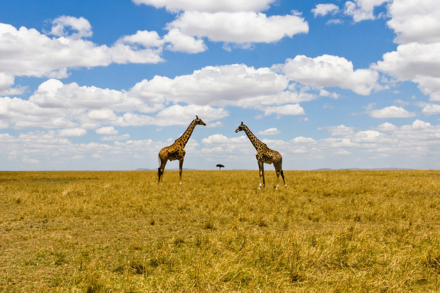   (Niko Saunio), National Geographic's Photo Contest 2010