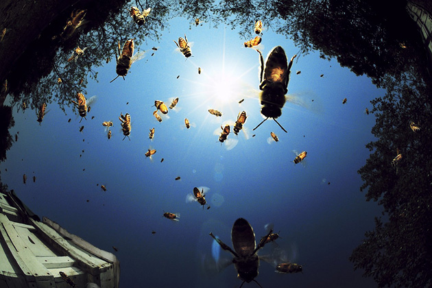   (Hongsik Kim), National Geographic's Photo Contest 2010