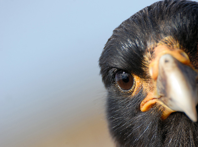   (Rolf Skrypzak), National Geographic's Photo Contest 2010