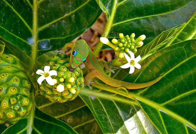 NONI NECTAR FOR GREEN GECKO/Chandra Sherin