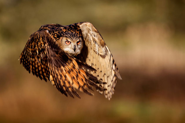 FLIGHT OF AN EAGLE OWL/Mark Bridger