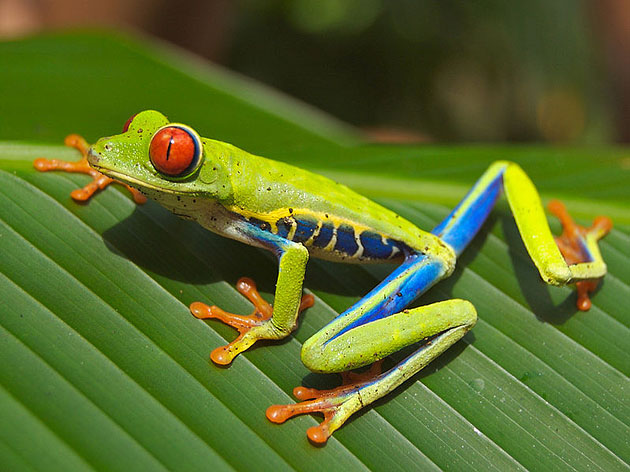    Agalychnis callidryas,      