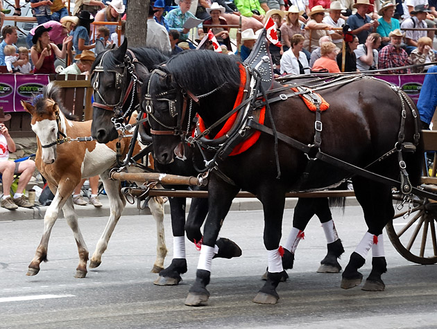 Calgary Stampede, , 