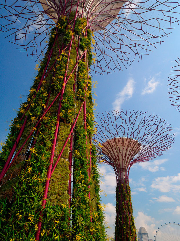 Supertrees