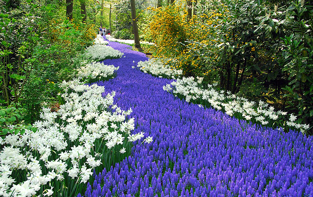 Keukenhof