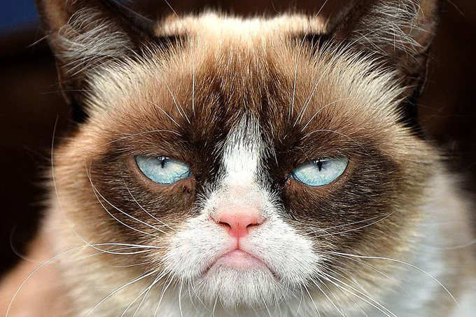 Grumpy Cat —       ,     . 