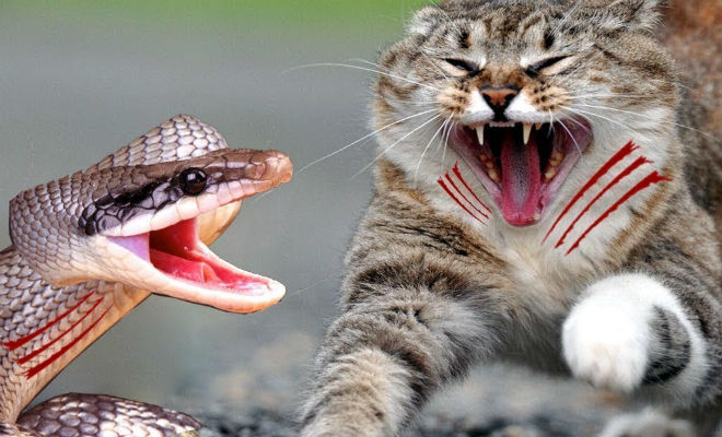 10 животных, которых боятся змеи