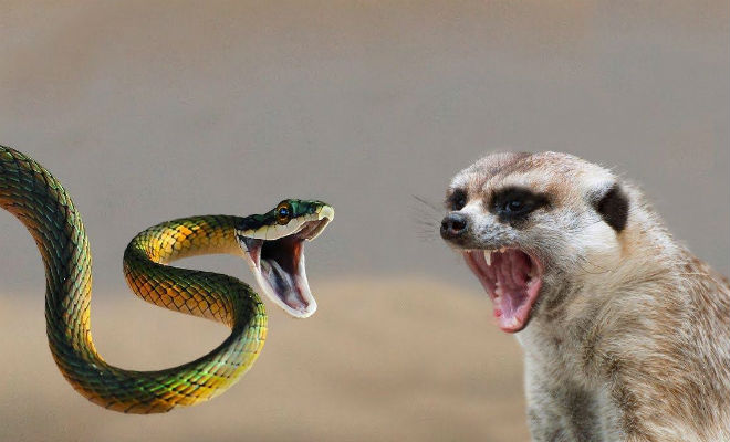 10 животных, которых боятся змеи