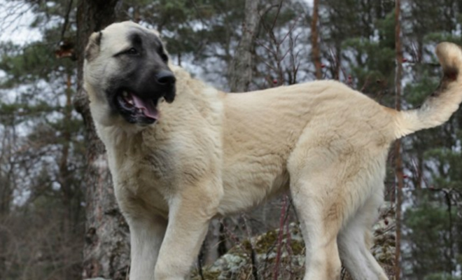 5 пород собак способных остановить стаю волков