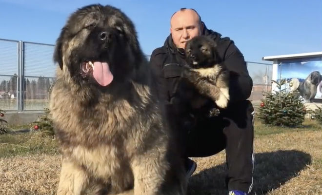 Собака выросла до 70 килограмм: прохожие принимают щенка за медведя