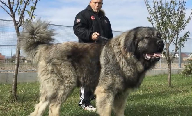 Собака выросла до 70 килограмм: прохожие принимают щенка за медведя