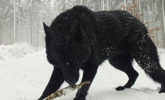 Самый большой волк в мире вышел в ночи перед дальнобойщиком