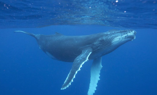 сонник охота на кита