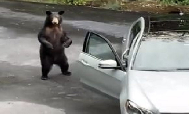 Медведь собрался забраться в машину