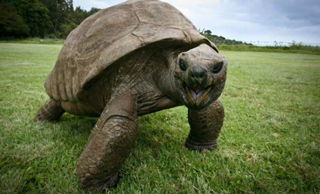 Самая старая черепаха в мире
