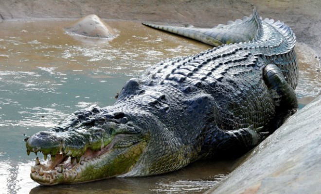 Африканский крокодил-гигант побил рекорды размеров: 7 метров длины и вес больше тонны