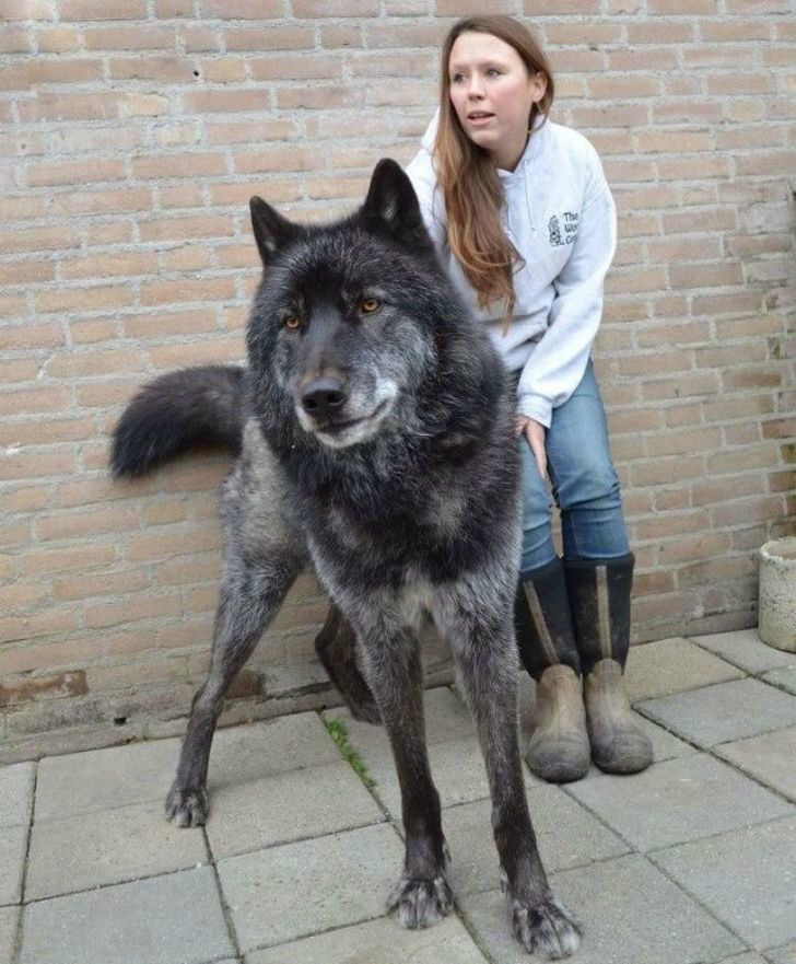 Размер волка по сравнению с собакой фото