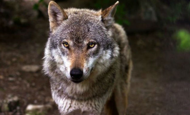 Волчица пришла просить еду и лесник ее пожалел. Через два месяца к деревне пришли три волка и поблагодарили человека