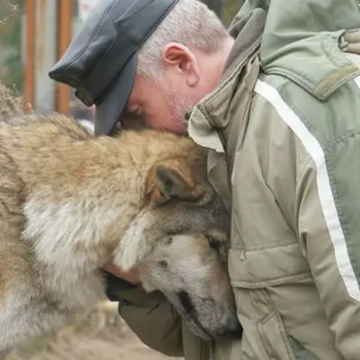 Волчица пришла просить еду и лесник ее пожалел. Через два месяца к деревне пришли три волка и поблагодарили человека
