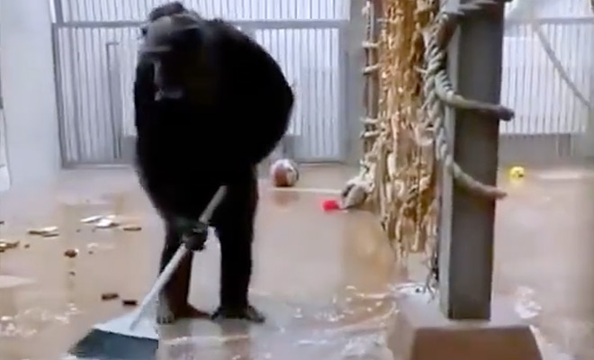 Обезьяна в зоопарке прибралась в своей клетке с помощью забытой уборщиком швабры. Видео