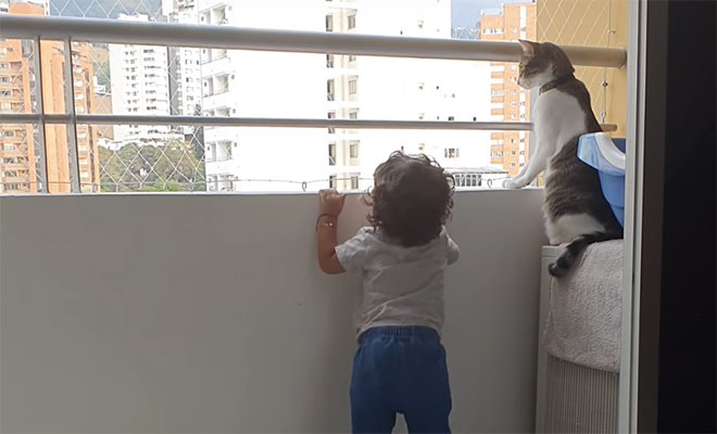 Ребенок хотел высунуться за парапет балкона, но кошка была рядом и не пустила его