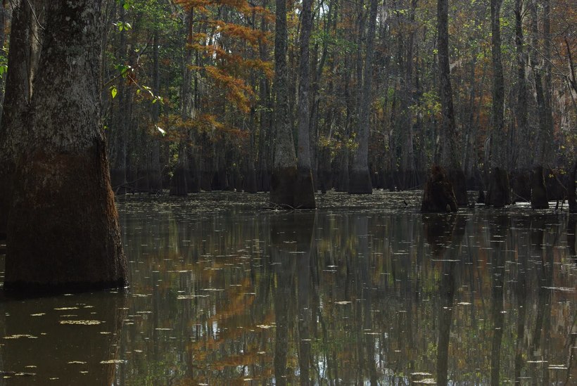 Почему болото тянет на дно животных и людей