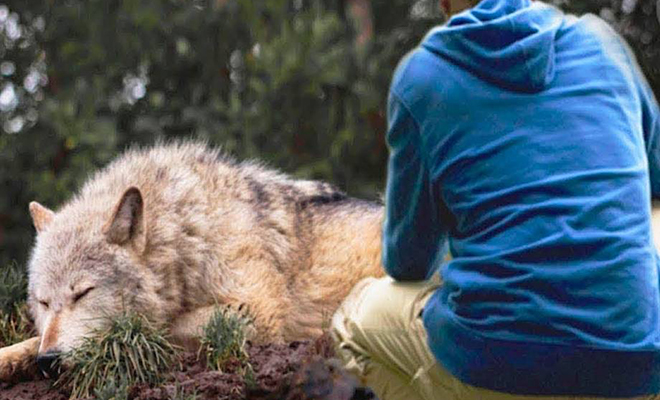 Мужчина пришел на помощь волчице с волчатами, а спустя несколько лет стая сама отыскала его