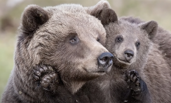 Рыбак спас медвежонка, а на следующий день к нему на берег пришла медведица