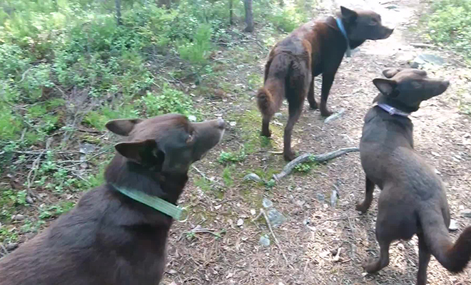 охота с русскими гончими собаками у видео украина