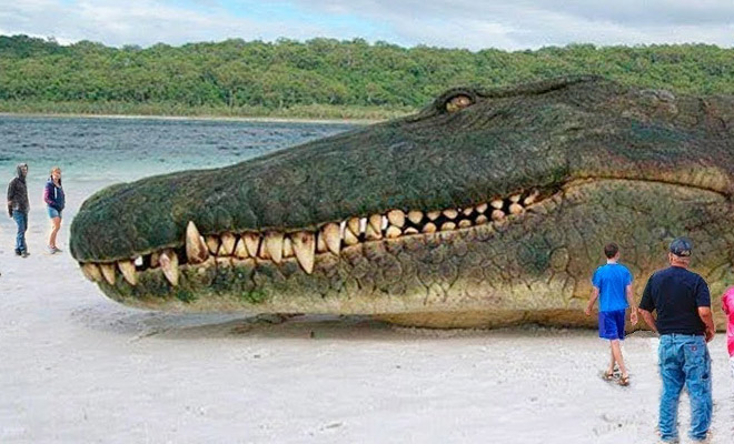 8 миллионов лет назад в джунглях Амазонии жил самый крупный хищник в  истории. Длина крокодила была 20 метров