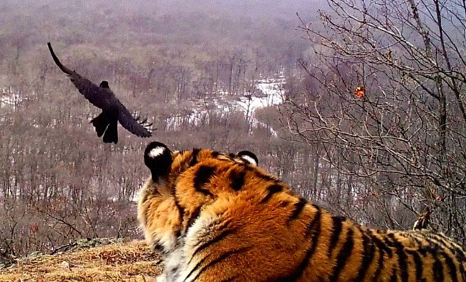 Ворона прилетела к тигру и начала общаться: видео из заповедника