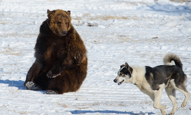 На Камчатке лайка ушла от людей и теперь живет со стаей медведей
