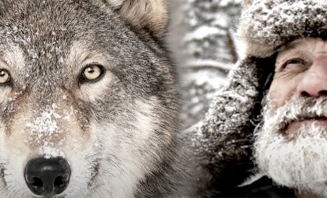 Женщина спасла молодого волка. Через полгода волк вернулся из леса и защитил ее от браконьера