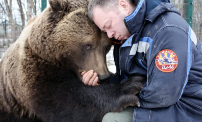 Медведь приходил к людям дважды, а потом решил остаться у них жить