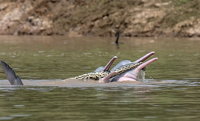 2 дельфина устроили переправу через реку с анакондой во рту: зоологи считают, что змея с ними договорилась