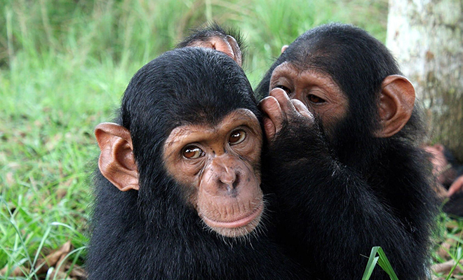 Ученые обнаружили, что у обезьян есть секретный язык: в словарном запасе шимпанзе 400 фраз и они обсуждают людей