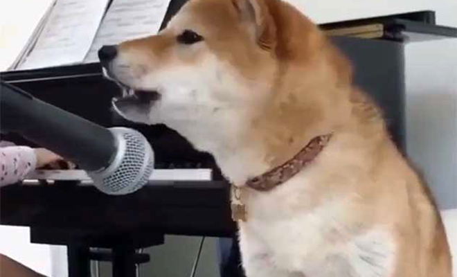 Собака вышла на сцену с ансамблем и стала выступать в качестве певца