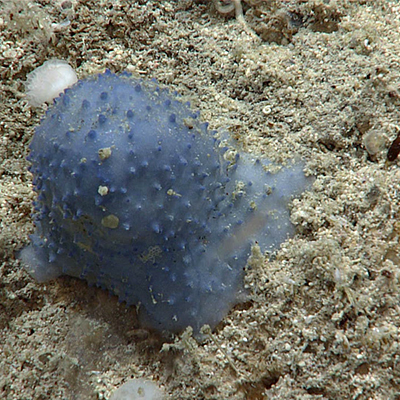 На дне Карибского моря нашли неизвестную форму жизни. Синее вещество собирается в большие шары когда замечает людей