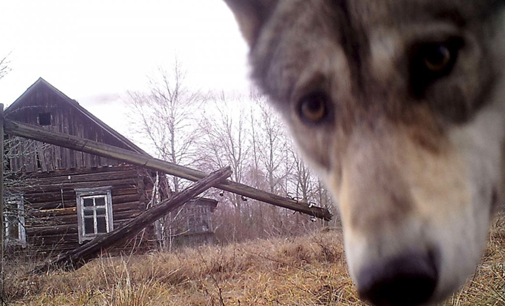 «Живу в Чернобыле полгода. Волки под домом. Собираю радиоактивные грибы и ягоды»: отшельник о жизни в Зоне отчуждения