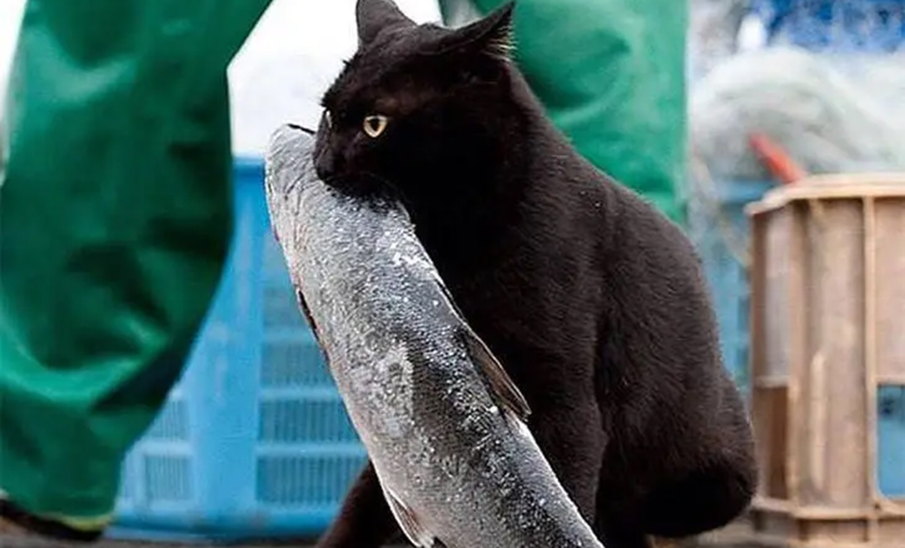 Нахальный кот украл рыбу у рыбака с крючка: на видео несет добычу больше себя