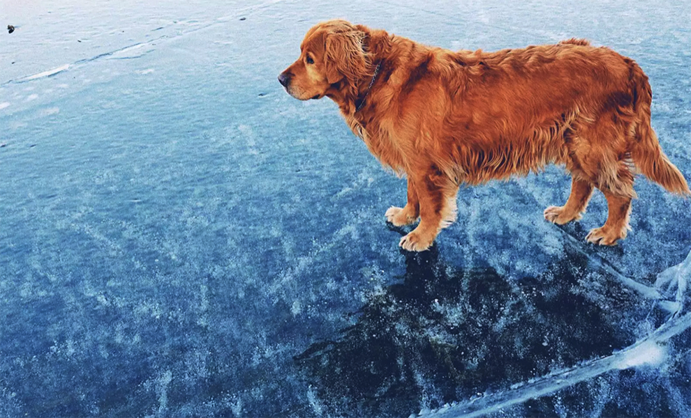 Собака погналась за гусем и выбежала на тонкий лед: к счастью, ее вовремя заметил храбрый пожарный