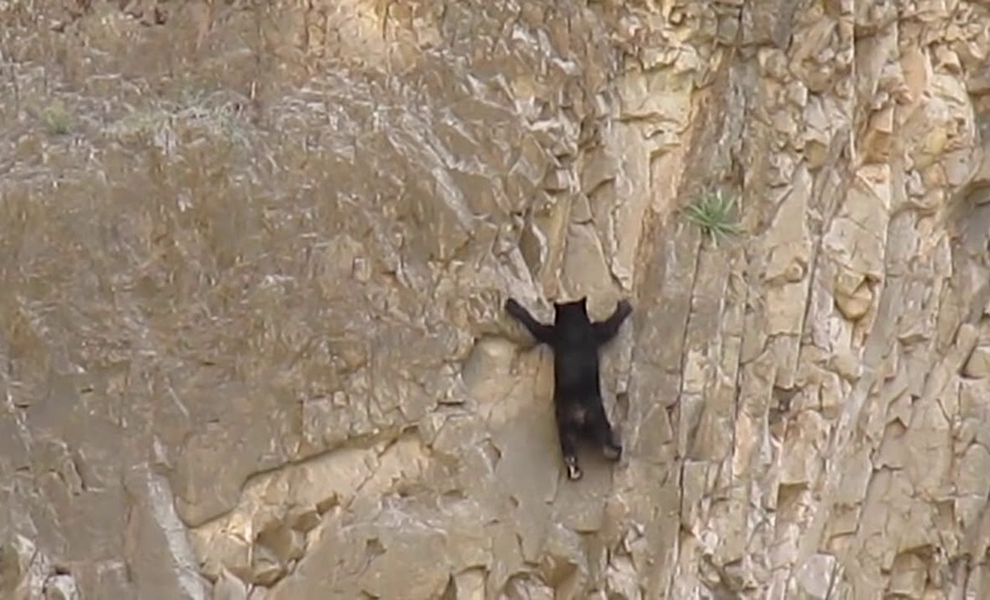 Лесник наблюдал за ущельем, когда увидел медведя на отвесной скале. Зверь поднимался словно у него на лапах присоски