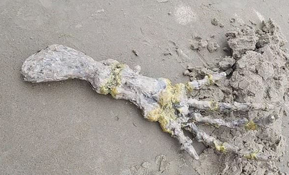Это не человек: гигантскую кисть с пятью пальцами обнаружили на пляже в Бразилии