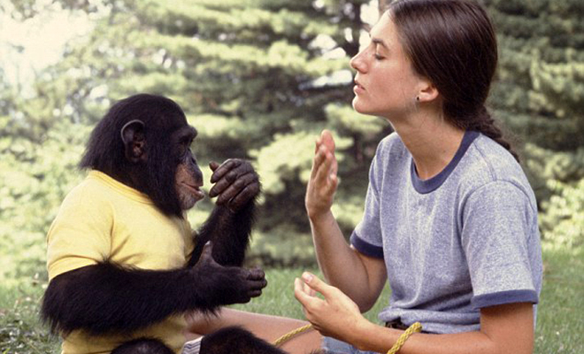 Ученые наблюдали за обезьянами и поняли, что начали понимать их движения. У человека и приматов одинаковый язык жестов