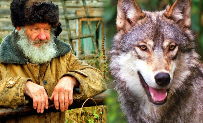 Волчица привела к леснику волчонка и тот его пожалел. Вырастил, но через год к хутору пришла уже стая волков