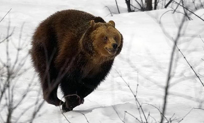 Оператор дрона снимал на видео зимний лес и случайно встретил туриста, которого преследовал медведь. Видео
