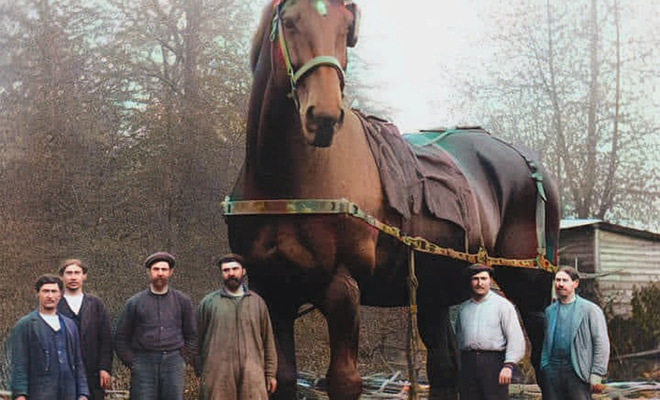 Коневоз - пятизвездочный дом для лошадей