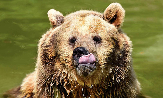 Медведь вышел из Тайги и подошел к мужчине. Тот не стал убегать, а попросил не топтать черемшу: видео